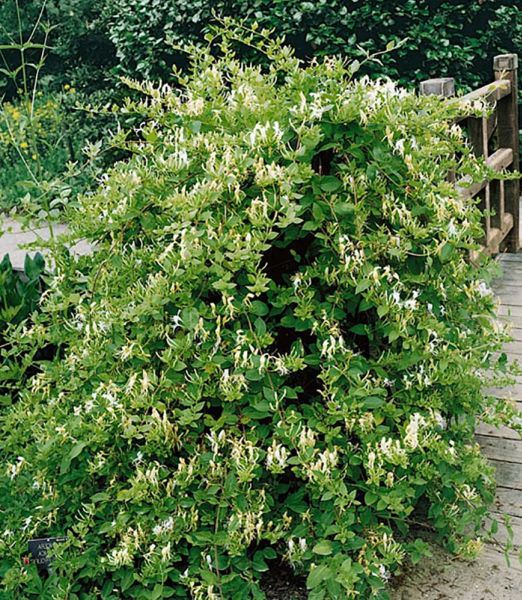Lonicera japonica 'Halls prolific'